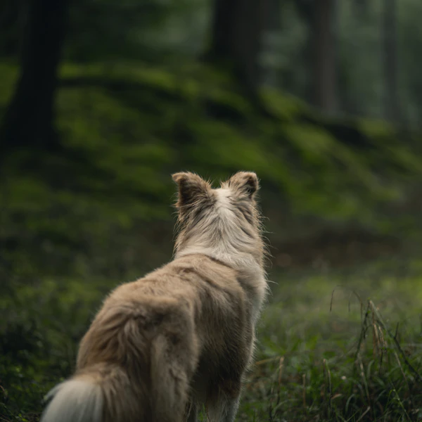 Compare Flights, Hotels & Tours Worldwide 13 Dog-friendly