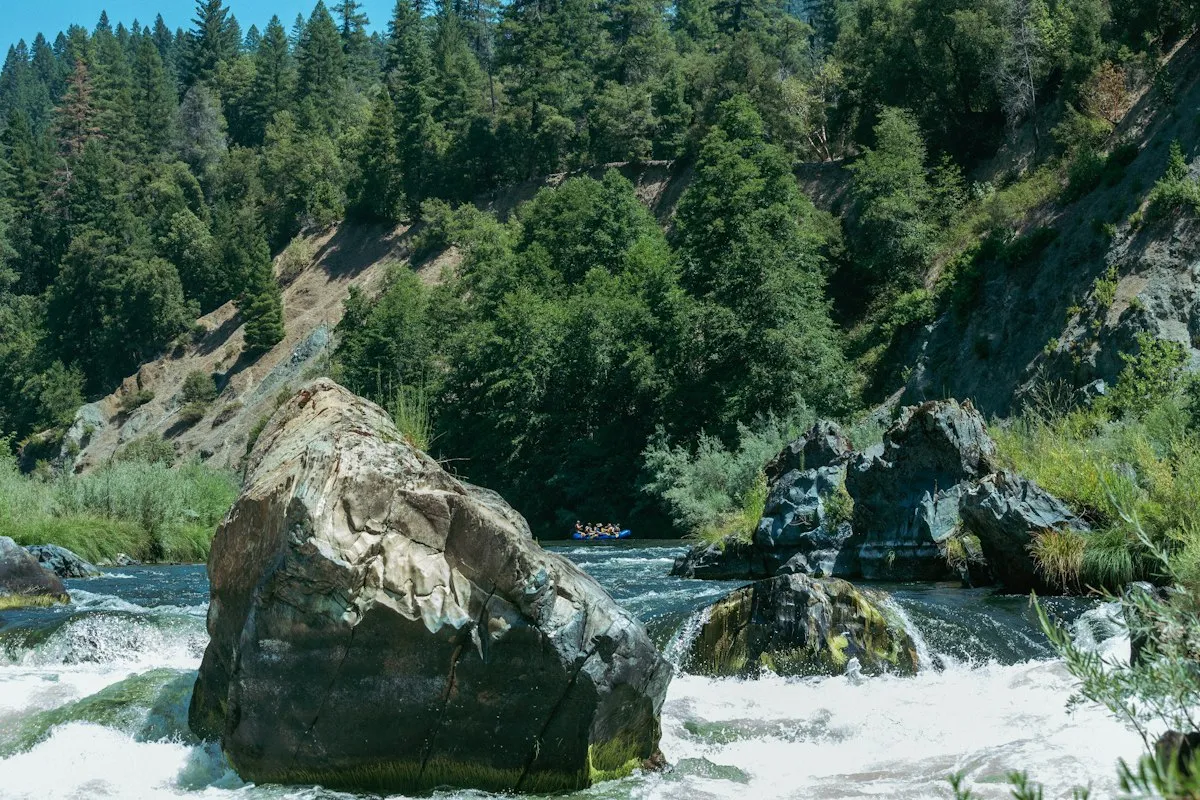 Alberi verdi accanto a un fiume