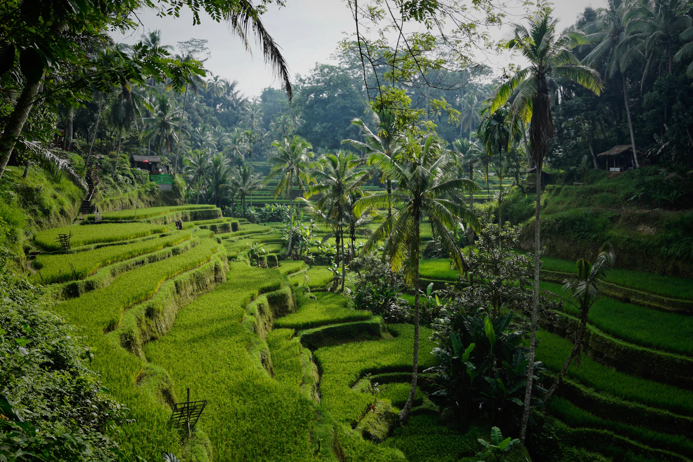 Rizières de Tegallalang avec des palmiers à Bali