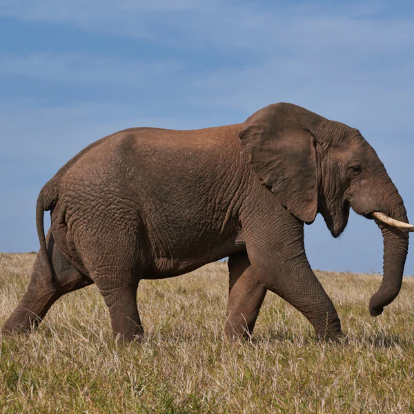 Compare Flights, Hotels & Tours Worldwide 5 Jungle Safari