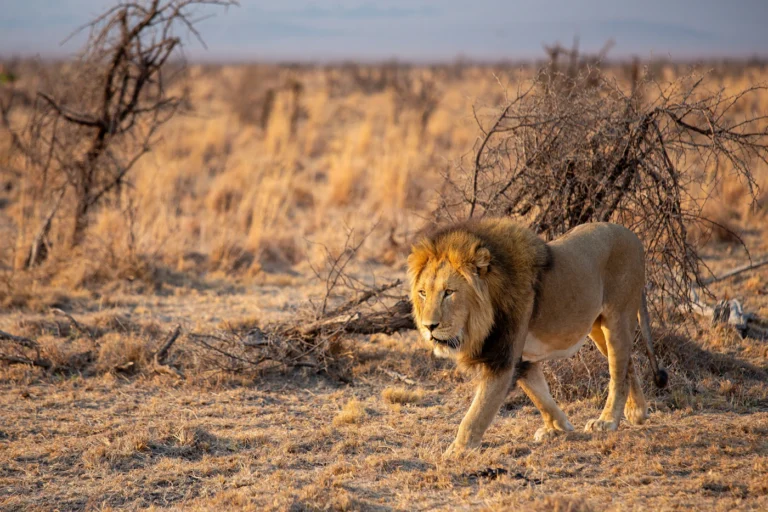Guida per il visto turistico dell'[[n]]Sudafrica[[/n]]